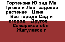 Гортензия Ю энд Ми Тугеве и Лав, садовое растение › Цена ­ 550 - Все города Сад и огород » Другое   . Самарская обл.,Жигулевск г.